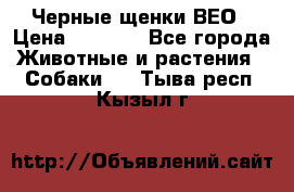 Черные щенки ВЕО › Цена ­ 5 000 - Все города Животные и растения » Собаки   . Тыва респ.,Кызыл г.